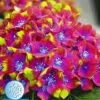 Tuinhortensia 'SAXON®' Schloss Wackerbarth 12 Cm-pot
