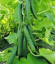 Geënte Komkommer 'Phönix®' & COMPO® SANA® Tomaten- En Groenteaarde 3 Geënte Komkommer 'Phönix®' & COMPO® SANA® Tomaten- En Groenteaarde – Bild 3