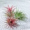 Tillandsia Collectie