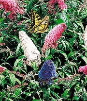 Vlinderstruik Collectie Voor Een Voordeelprijs 3 Vlinderstruik Collectie Voor Een Voordeelprijs – Bild 3