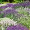 Lavendel Mix 'Wit & Blauw'