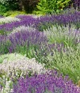 Lavendel Mix 'Wit & Blauw'