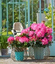 Rododendron XXL® 3 Rododendron XXL® – Bild 3