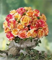 Kleine Collectie Schildersrozen® 4 Kleine Collectie Schildersrozen® – Bild 4