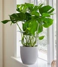 Gatenplant (Monstera Deliciosa)