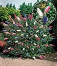 Vlinderstruik 'Papillion-Tricolor' Im 2-liter XXL-pot