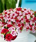 Calibrachoa Mix Petunia 'Double PinkTastic® & Double Red®'