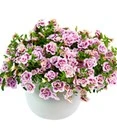 Calibrachoa Mix Petunia 'Double PinkTastic® & Double Red®' 3 Calibrachoa Mix Petunia 'Double PinkTastic® & Double Red®' – Bild 3