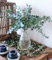 Winterharde Eucalyptus 'Azura®' In 2-liter XXL-pot 3 Winterharde Eucalyptus 'Azura®' In 2-liter XXL-pot – Bild 3