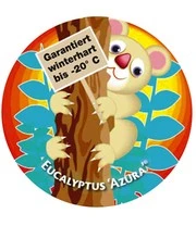 Winterharde Eucalyptus 'Azura®' In 2-liter XXL-pot 6 Winterharde Eucalyptus 'Azura®' In 2-liter XXL-pot – Bild 6