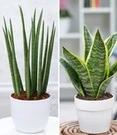 Neue Produkte 12 Kamerplanten Collectie 'Vrouwentong Duo'