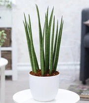 Kamerplanten Collectie 'Groene Lievelingen' 3 Kamerplanten Collectie 'Groene Lievelingen' – Bild 3