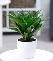 Kamerplanten Collectie 'Groene Lievelingen' 4 Kamerplanten Collectie 'Groene Lievelingen' – Bild 4