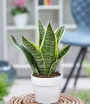 Kamerplanten Collectie 'Vrouwentong Duo' 3 Kamerplanten Collectie 'Vrouwentong Duo' – Bild 3