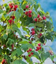 Balkonframboos 'Maddalena®' 3 Balkonframboos 'Maddalena®' – Bild 3