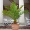 Canarische Dadelpalm Ca. 50-60 Cm Hoog