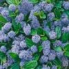 Ceanothus 'Blue Mound'