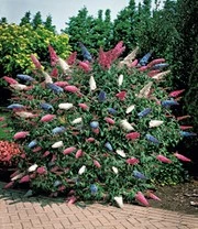 Vlinderstruik 'Papillion-Tricolor' Im 2-liter XXL-pot 3 Vlinderstruik 'Papillion-Tricolor' Im 2-liter XXL-pot – Bild 3