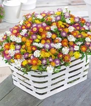 Winterharde Ijsbloemen 'Wheels Of Wonder®' 8 Winterharde Ijsbloemen 'Wheels Of Wonder®' – Bild 8