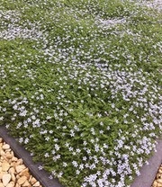 Isotoma 'Blue Foot®' 25 Stuks, Stevige Bodembedekker, Gazonvervanging 3 Isotoma 'Blue Foot®' 25 Stuks, Stevige Bodembedekker, Gazonvervanging – Bild 3