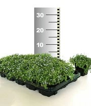 Isotoma 'Blue Foot®' 25 Stuks, Stevige Bodembedekker, Gazonvervanging 4 Isotoma 'Blue Foot®' 25 Stuks, Stevige Bodembedekker, Gazonvervanging – Bild 4