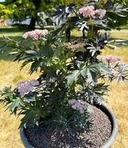 Zuilvlier 'Laced Up®' 3 Zuilvlier 'Laced Up®' – Bild 3