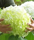Buitenhortensia 'Incrediball®'