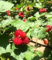 Frambozenboom Raspbeary® Framboos Met Stam En Kroon 4 Frambozenboom Raspbeary® Framboos Met Stam En Kroon – Bild 4