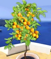 Abrikoos 'Compacta Super Compact®' 3 Abrikoos 'Compacta Super Compact®' – Bild 3