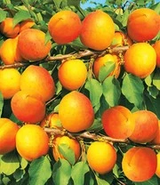 Abrikoos 'Compacta Super Compact®' 4 Abrikoos 'Compacta Super Compact®' – Bild 4