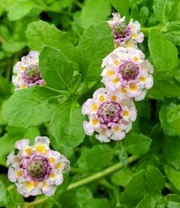 Lippia Summer Pearls® Collectie Roze En Wit 3 Lippia Summer Pearls® Collectie Roze En Wit – Bild 3