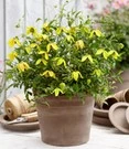Clematis 'Little Lemons®' In Een 3-liter XXL-pot