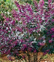 Schoonvrucht 'Pearl Glam®' 3 Schoonvrucht 'Pearl Glam®' – Bild 3