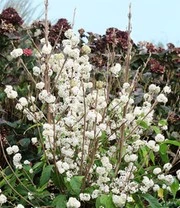 Schoonvrucht 'Magical Snowstar' 3 Schoonvrucht 'Magical Snowstar' – Bild 3