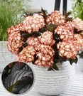 Tuinhortensia 'Light My Fire®'