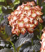 Tuinhortensia 'Light My Fire®' 3 Tuinhortensia 'Light My Fire®' – Bild 3