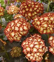 Tuinhortensia 'Light My Fire®' 4 Tuinhortensia 'Light My Fire®' – Bild 4