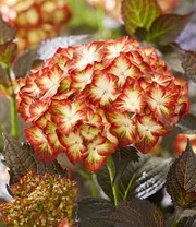 Tuinhortensia 'Light My Fire®' 5 Tuinhortensia 'Light My Fire®' – Bild 5