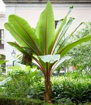 Bananen Collectie 4 Bananen Collectie – Bild 4