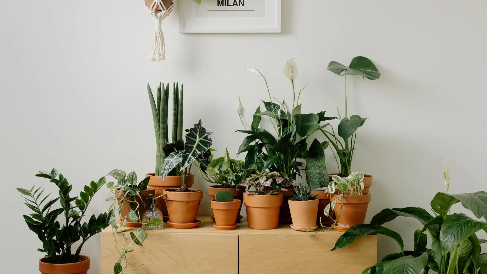 Planten Verkaufsgeschäft 2 Planten Verkaufsgeschäft -Planten Verkaufsgeschäft Untitled design 2025 01 21T150416.376